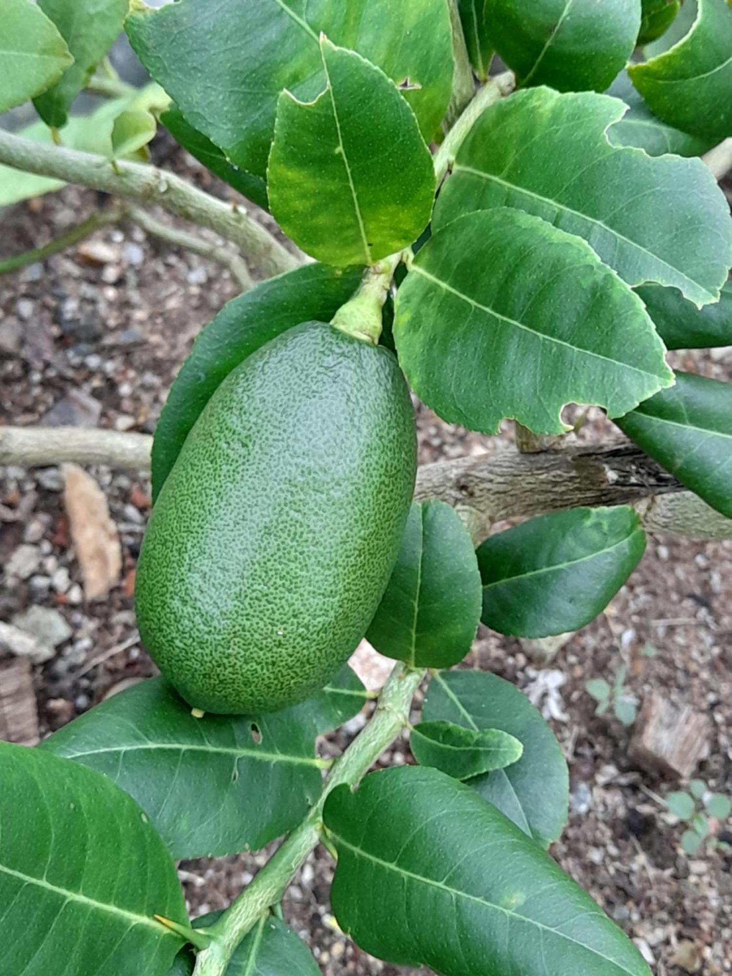 Sacred City Tourist Resort Anuradhapura Buitenkant foto