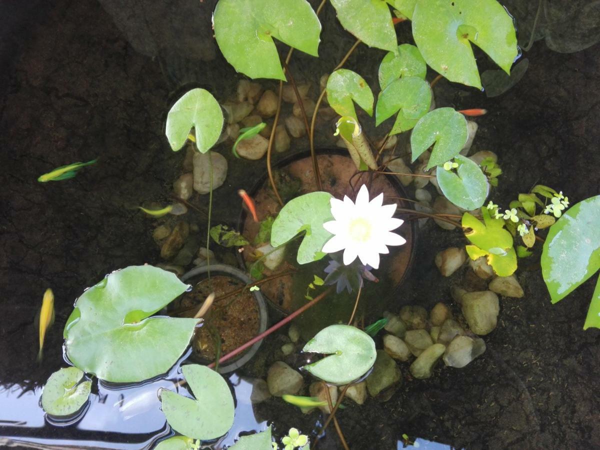 Sacred City Tourist Resort Anuradhapura Buitenkant foto